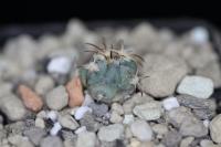 Echinocactus horizonthalonius PD 73.jpg